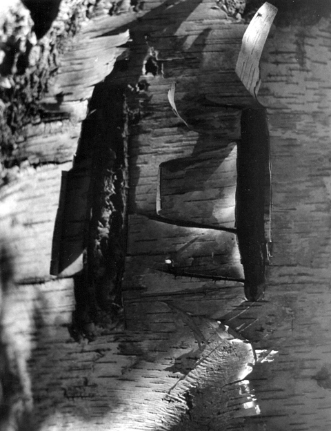 Birch Bark 3